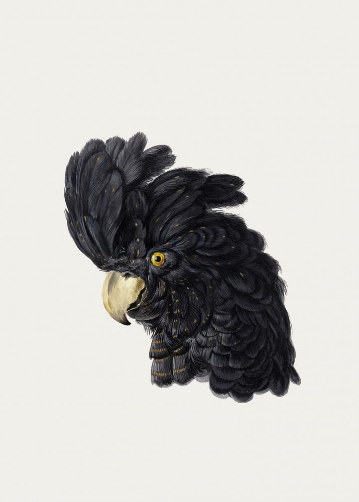 Kakadu feje alkotó: Aert Schouman