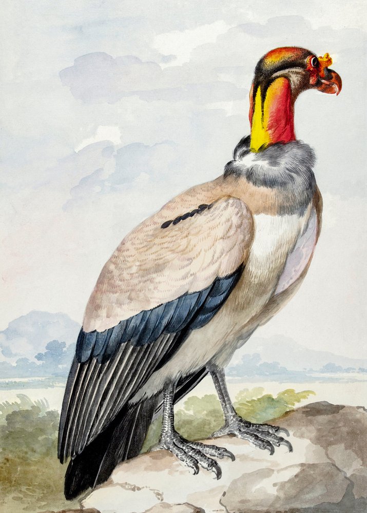 Kőcsér alkotó: Aert Schouman