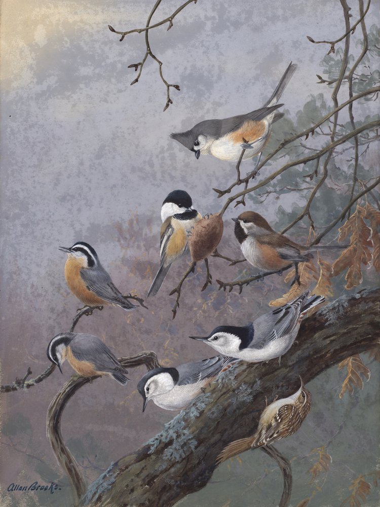 Madárkeverék – Allan Brooks alkotó: Allan Brooks