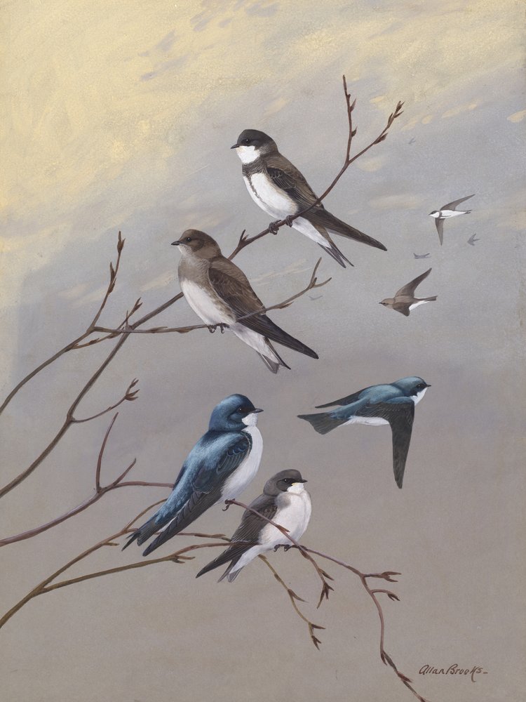 „Fecske” – Allan Brooks alkotó: Allan Brooks