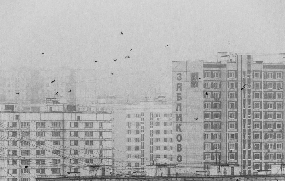 Fekete-fehér városi madarak alkotó: Andrey Kotov