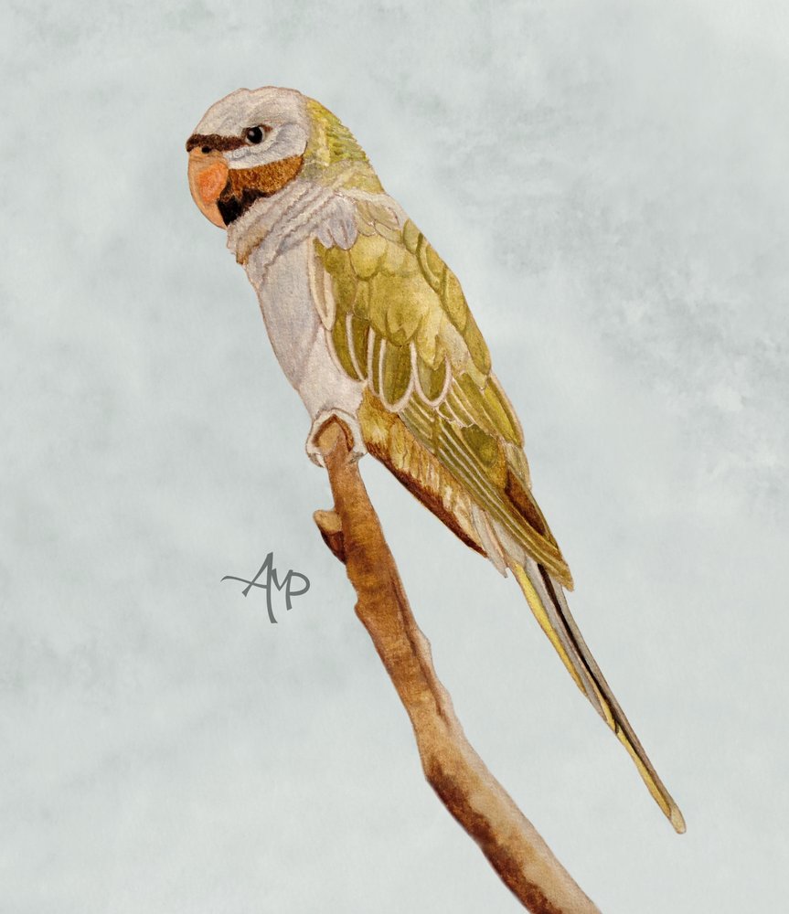  alkotó: Angeles M. Pomata
