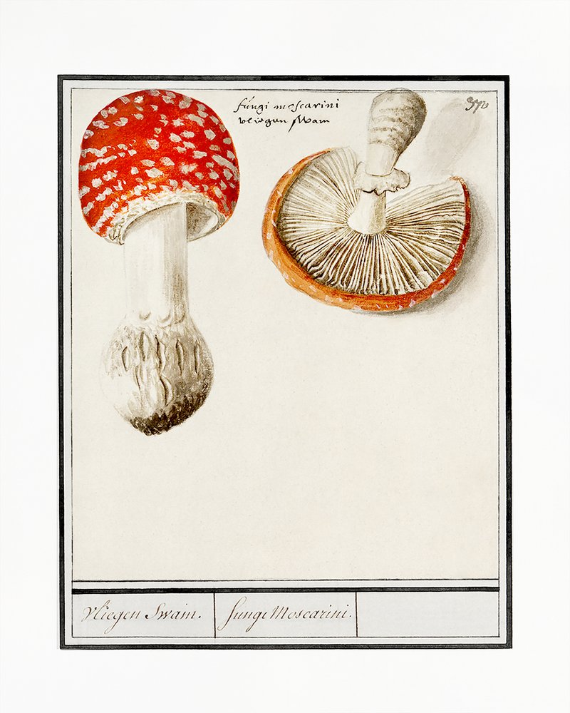 Pettyes galóca, Amanita muscaria alkotó: Anselmus Boëtius de Boodt