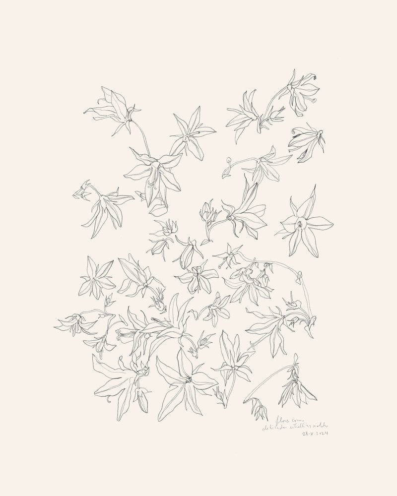 Növénytani virágtanulmány alkotó: Catalina Somolinos