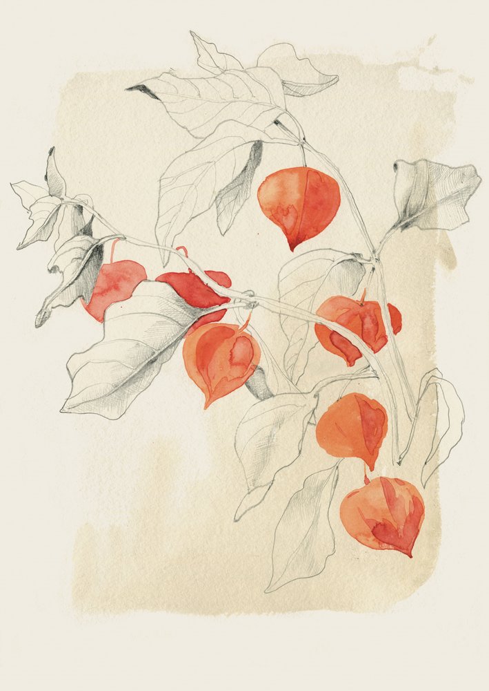 Vázlat egy kínai lámpásról alkotó: Catalina Somolinos