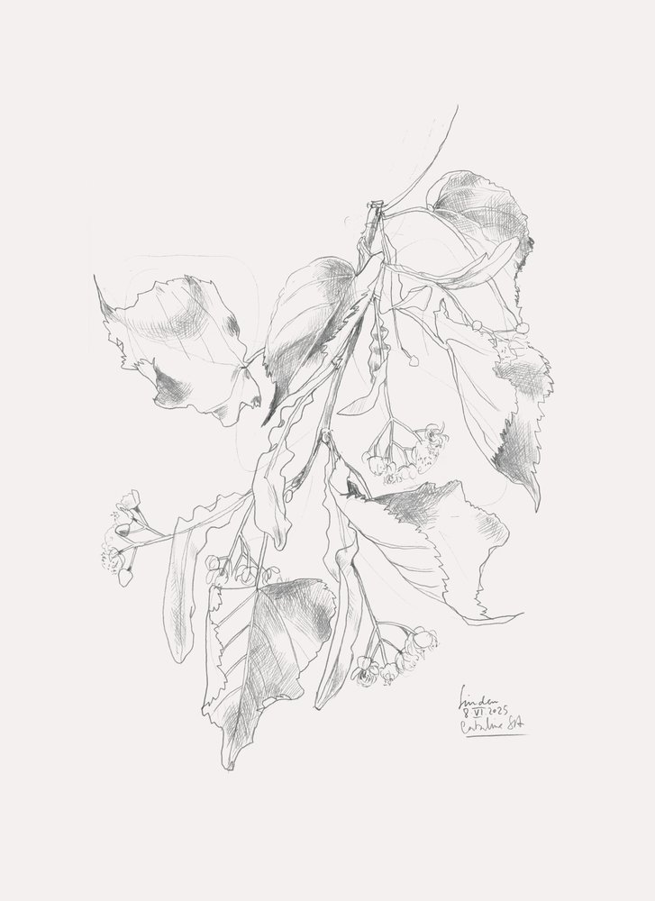 Finom hársfák vázlata alkotó: Catalina Somolinos