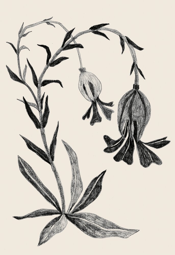 Elegáns botanikus virág alkotó: Catalina Somolinos