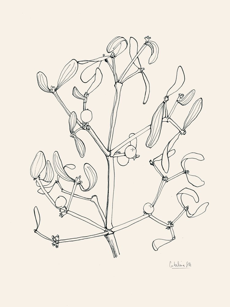 Ünnepi fagyöngy vázlatrajz alkotó: Catalina Somolinos