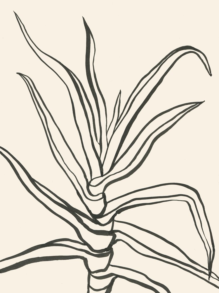 Minimalista növényvázlat alkotó: Catalina Somolinos