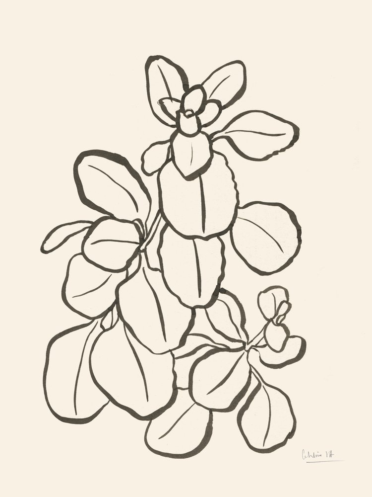 Organikus levélrajz alkotó: Catalina Somolinos