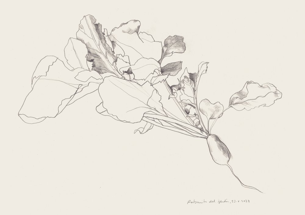 Retek botanikai rajz alkotó: Catalina Somolinos