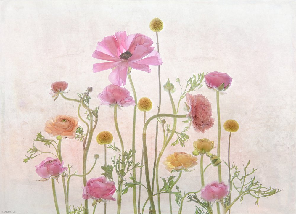 Halványrózsaszín ranunculus alkotó: Catherine Wang