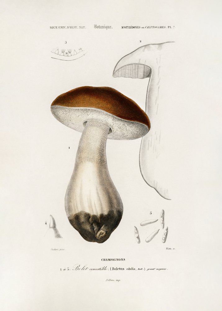 Penny bun (Boletus edulis) alkotó: Charles Dessalines D