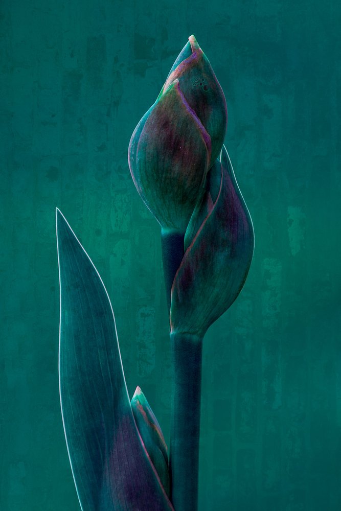 Moody Botanical Bloom alkotó: Chris Hamilton