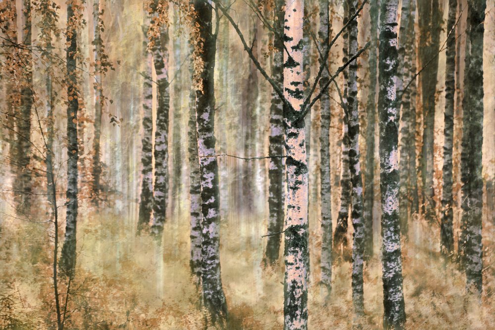 Őszi nyírfaerdő alkotó: Christina Sillen
