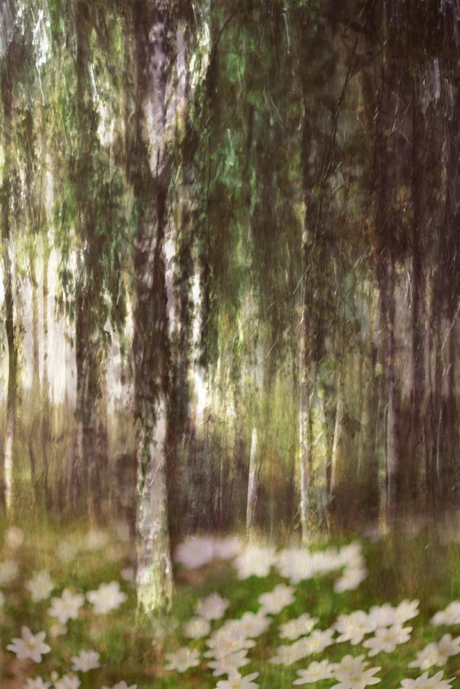 Álomszerű nyírfaerdő alkotó: Christina Sillen
