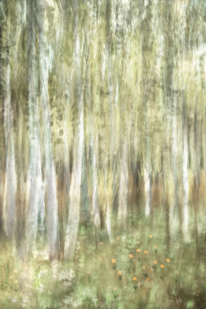 Álomszerű nyírfaerdő alkotó: Christina Sillen