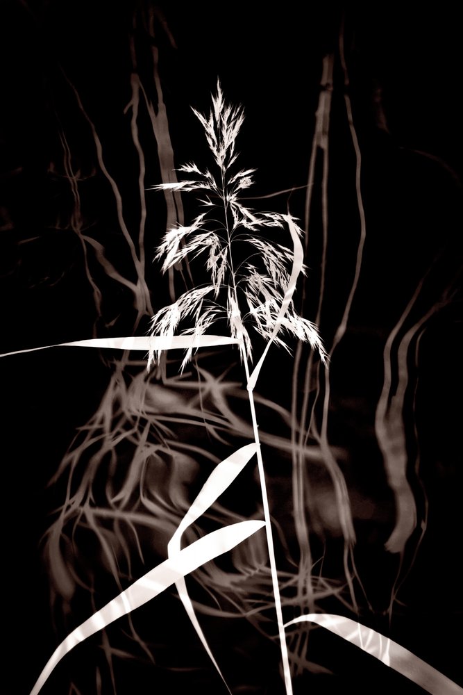 Elegáns Sepia Reed alkotó: Christina Sillen