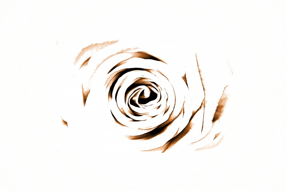 Elegáns Sepia Rose alkotó: Christina Sillen