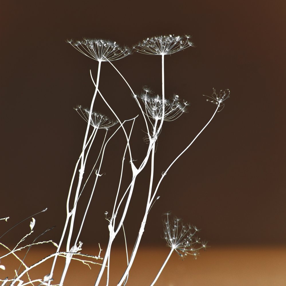 Ragyogó növényi formák alkotó: Christina Sillen