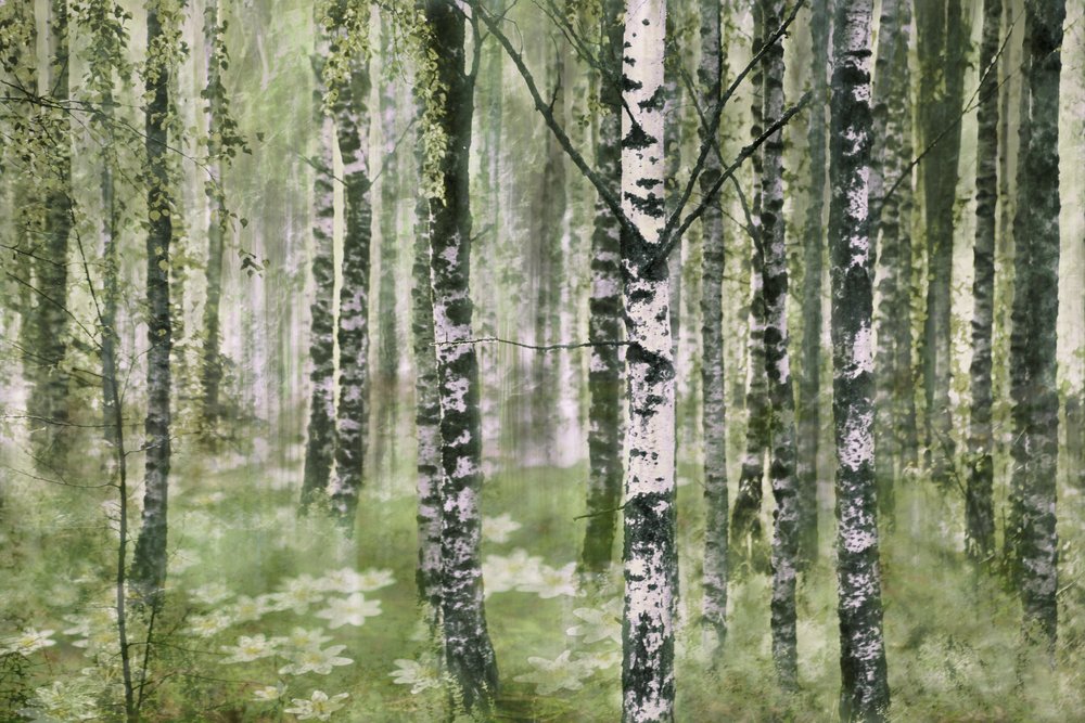 Békés nyírfaerdő alkotó: Christina Sillen