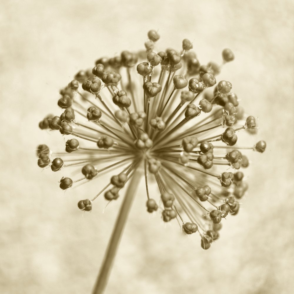 Sépia Allium gömb alkotó: Christina Sillen