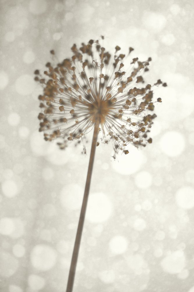 Lágy Allium-virág alkotó: Christina Sillen