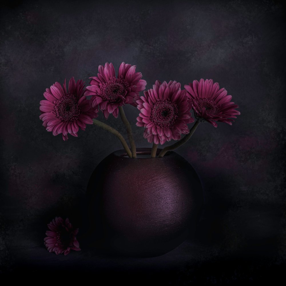 Sötét gerbera csendélet alkotó: Cicek Kiral