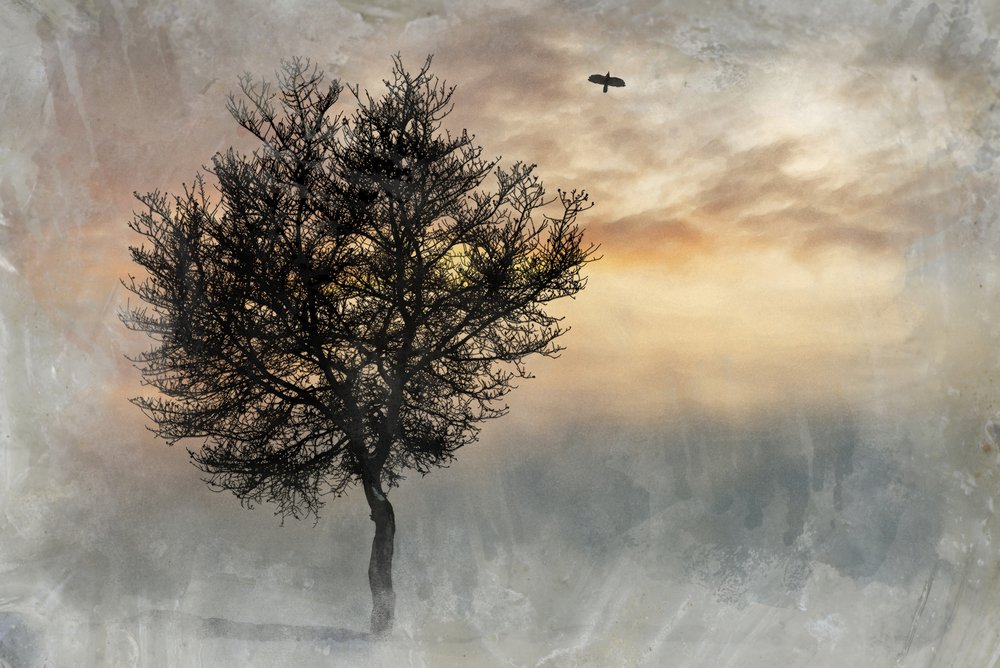 A drámai Lone Tree alkotó: Codruta Georgescu