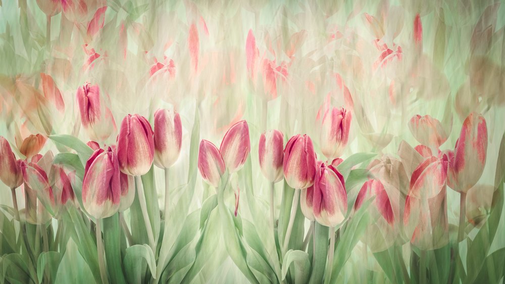 Álomszerű rózsaszín tulipánok alkotó: Denis O Reilly