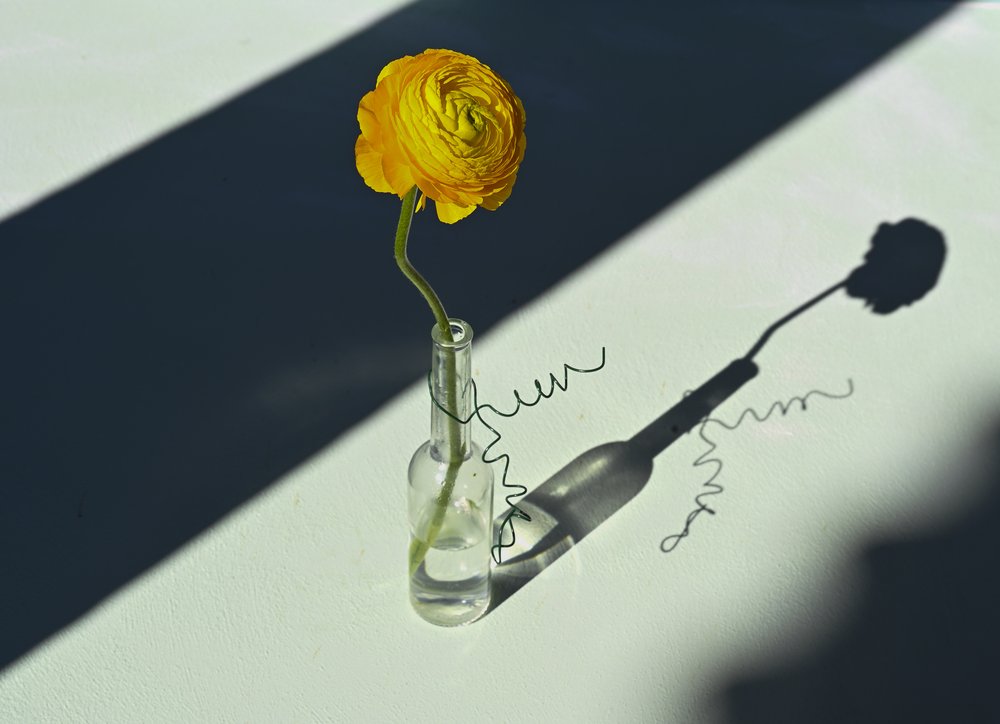 Napfényes ranunculus árnyék alkotó: Donatella Basso
