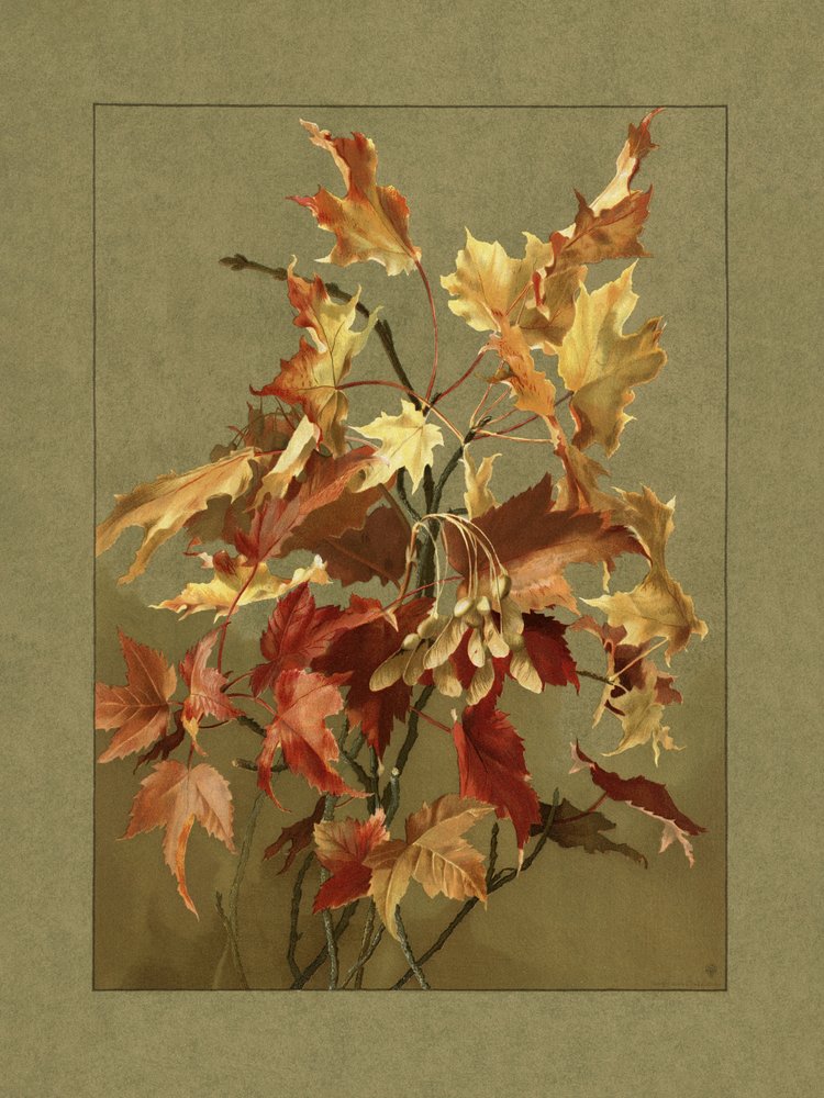 Őszi levelek, juhar alkotó: Ellen Thayer Fisher
