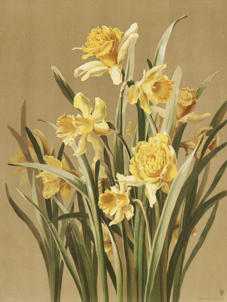 Nárciszok alkotó: Ellen Thayer Fisher
