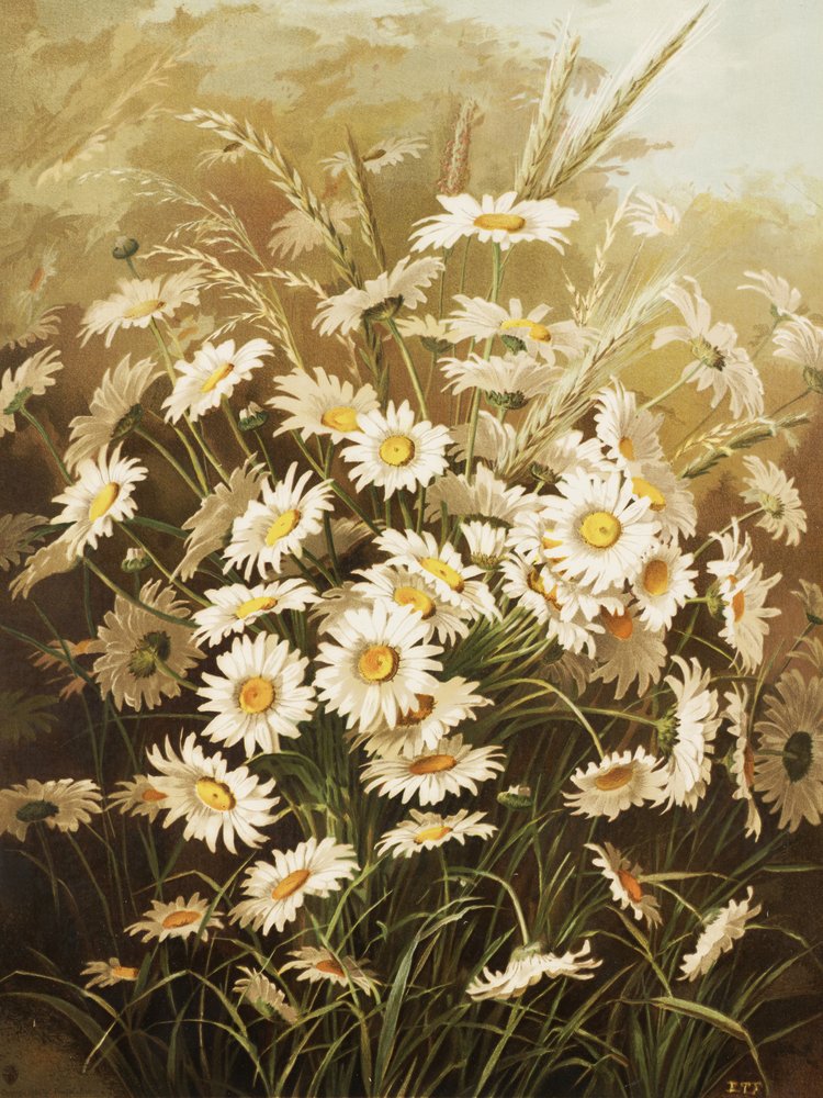 Százszorszépek – Ellen Thayer Fisher alkotó: Ellen Thayer Fisher