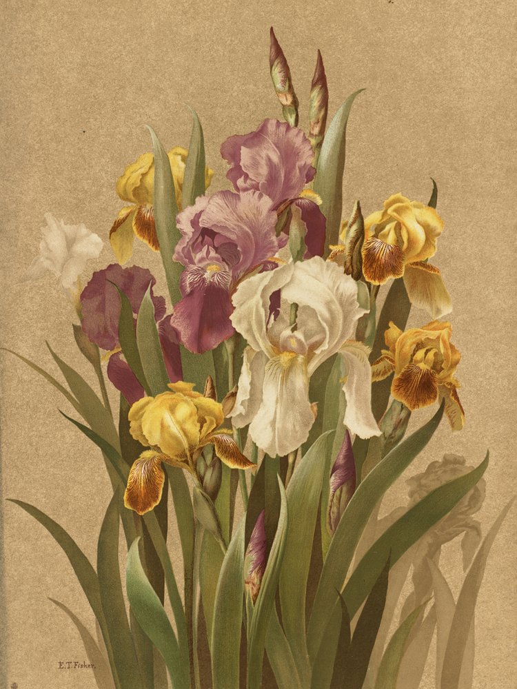Fleur De Lis, 3. szám alkotó: Ellen Thayer Fisher