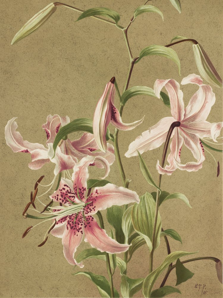 Japán liliom – Ellen Thayer Fisher alkotó: Ellen Thayer Fisher