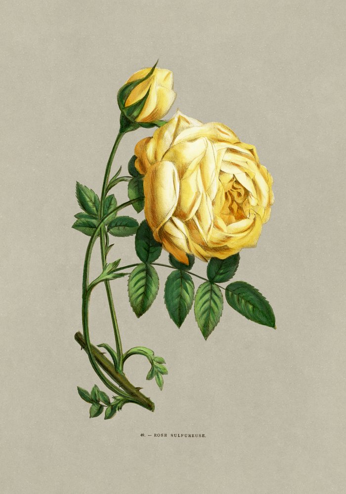 Kénes rózsa alkotó: F. Grobon