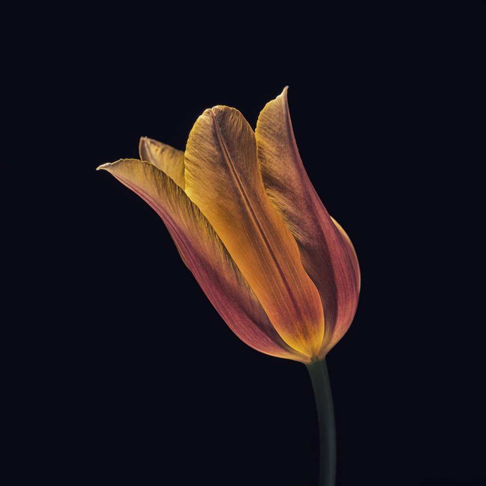 Ragyogó narancssárga tulipán alkotó: Frank Ulrich Gandenberger