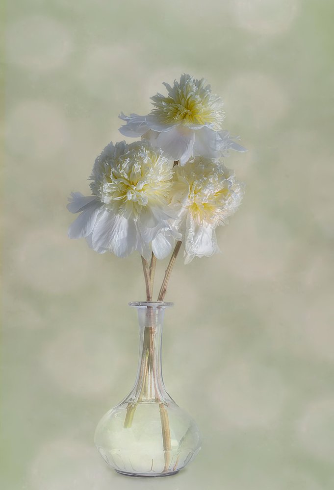  alkotó: Gaille Gray