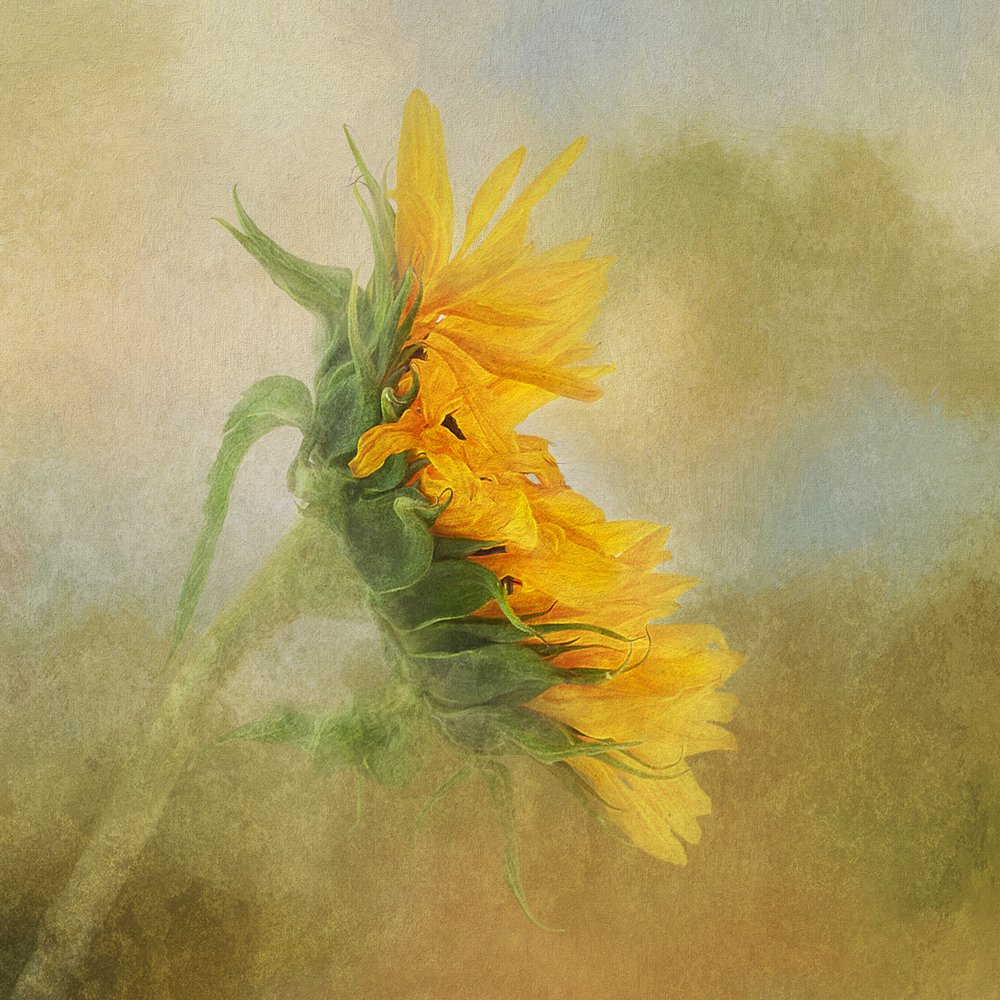  alkotó: Gaille Gray