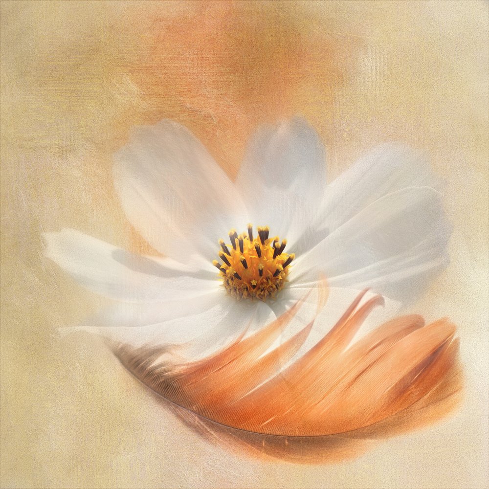  alkotó: Gaille Gray