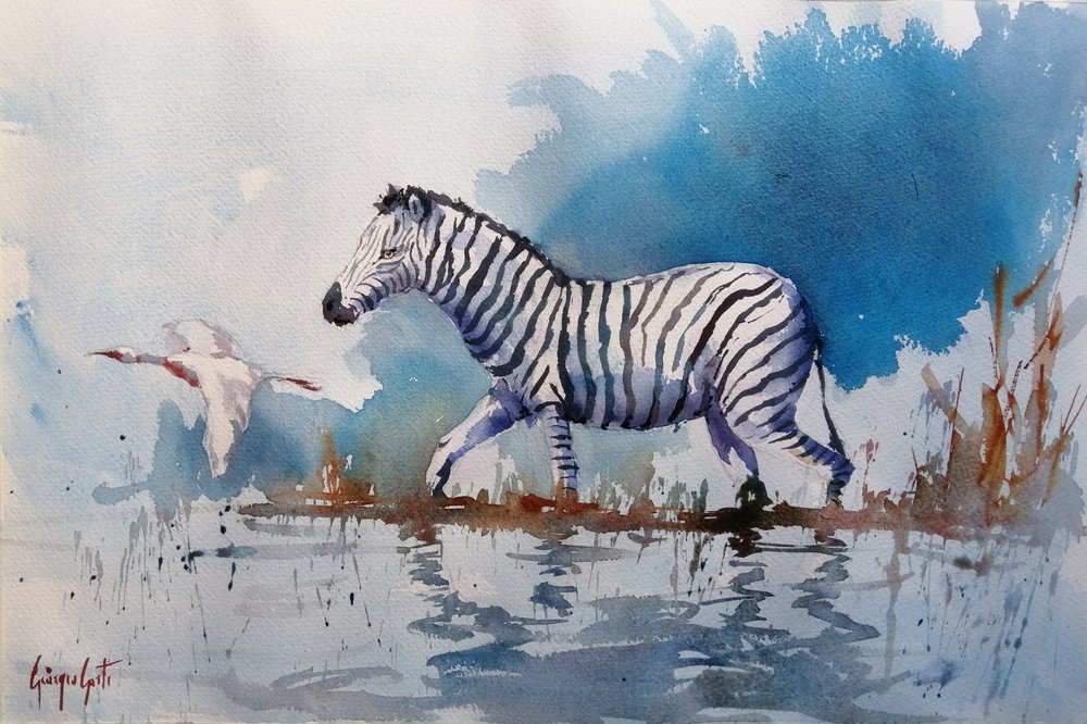Afrikai zebra a vízben alkotó: Giorgio Gosti
