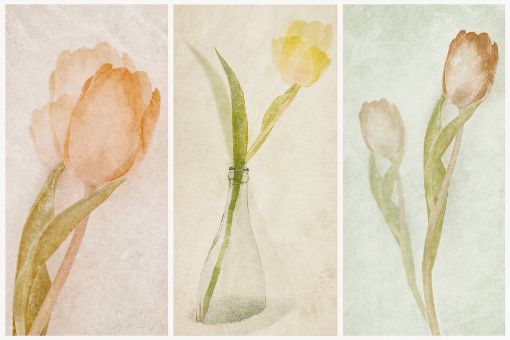 Akvarell tulipán-triptichon alkotó: Gustav Davidsson
