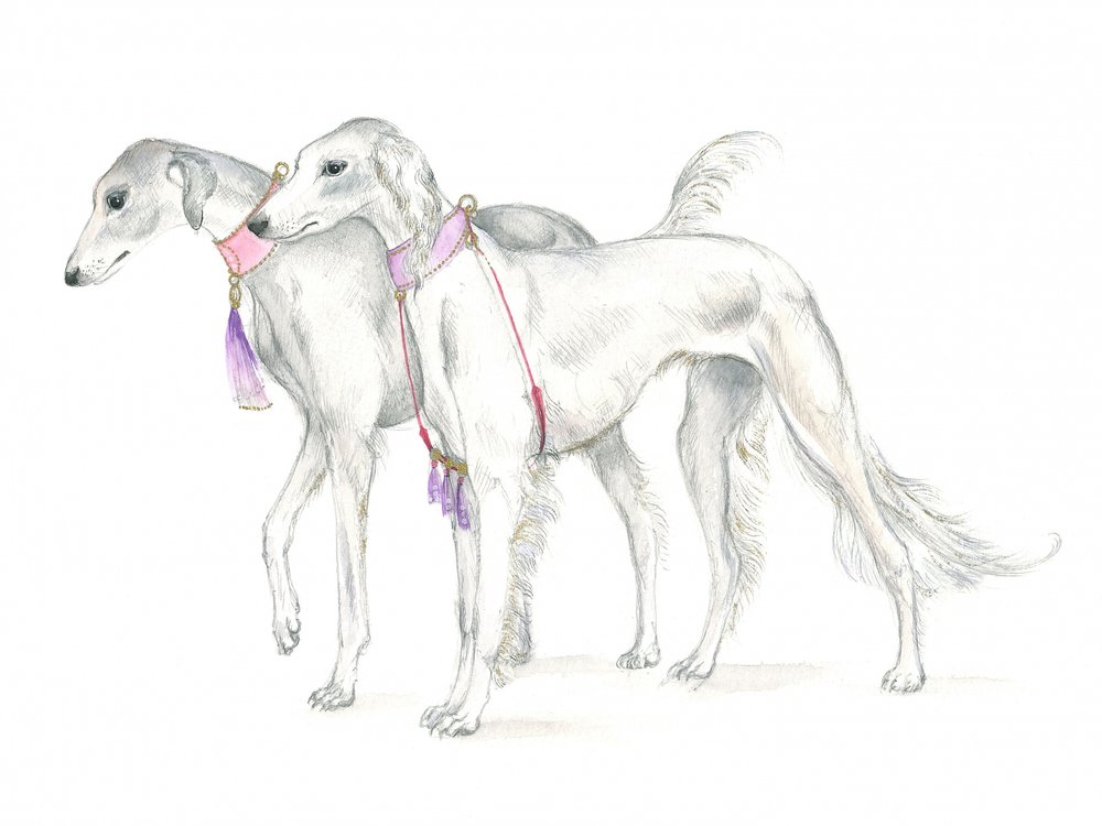 Saluki kutyák finom nyakörvekkel alkotó: Isabelle Brent