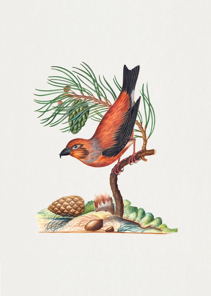  alkotó: James Bolton