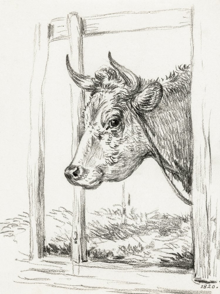 Tehénfej (1820) alkotó: Jean Bernard