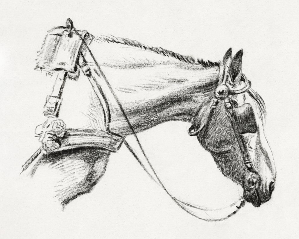 Lófej (1820) alkotó: Jean Bernard