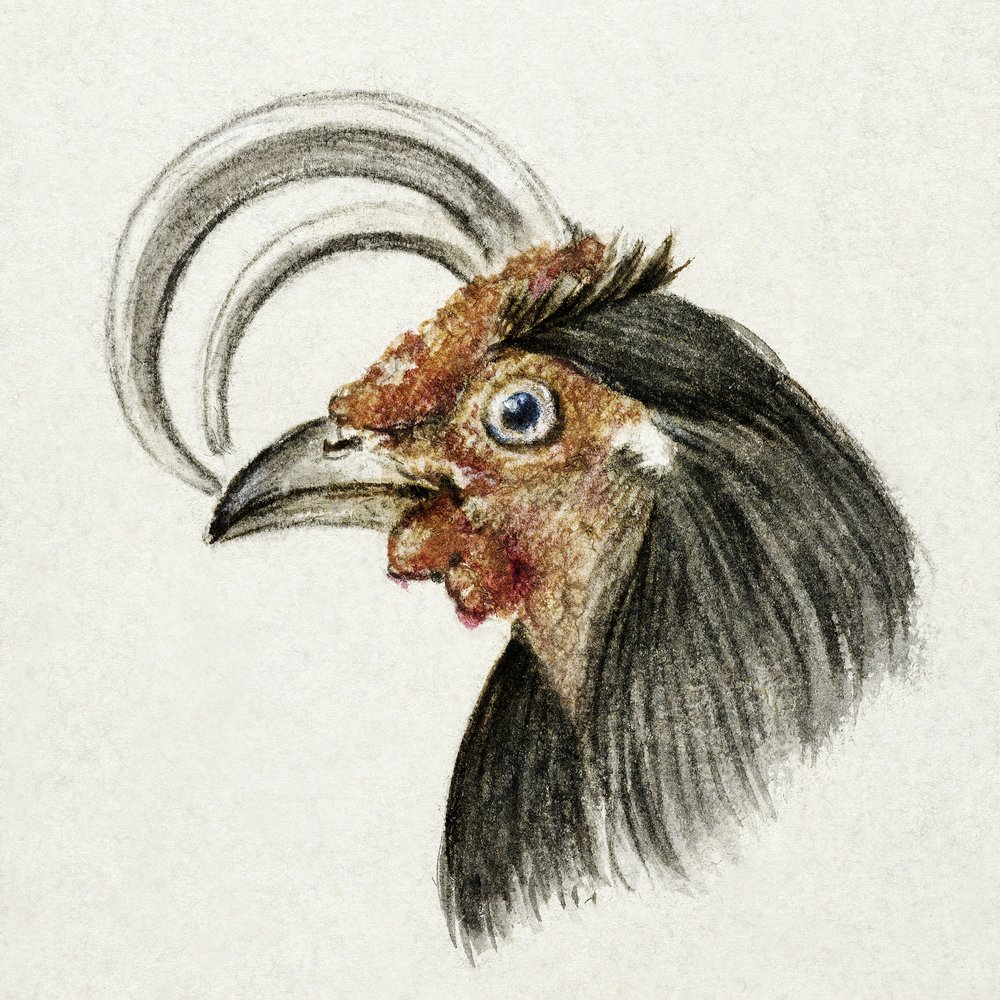 Kakasfej (1816) alkotó: Jean Bernard