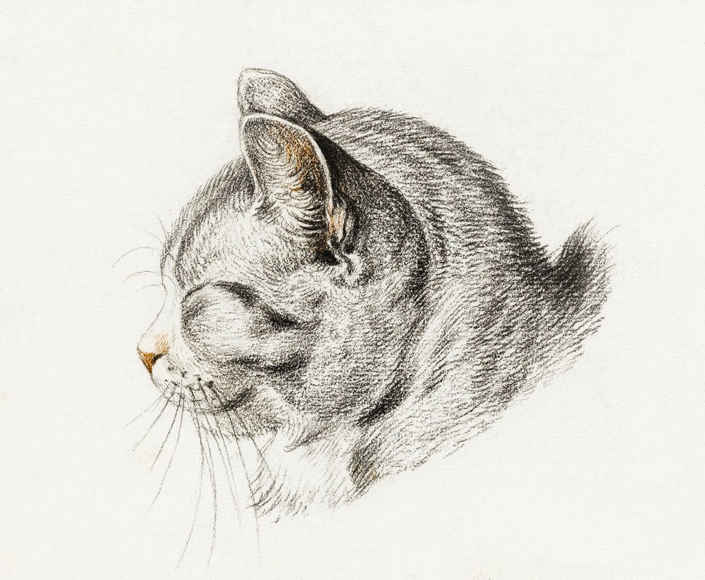 Macska vázlat (1813) alkotó: Jean Bernard