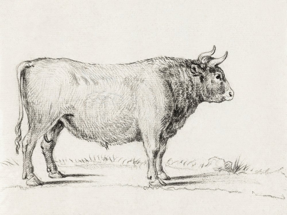 Álló Bika alkotó: Jean Bernard